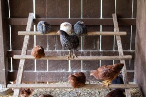 unsplash horizontal. white and black chicken on cage