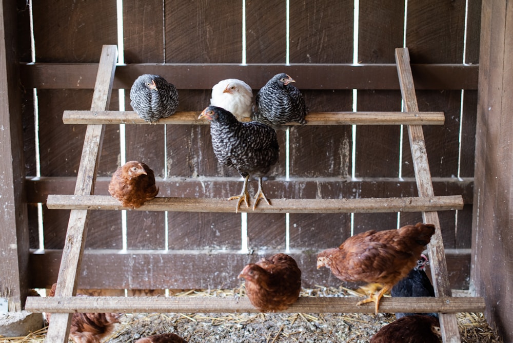 unsplash horizontal. white and black chicken on cage